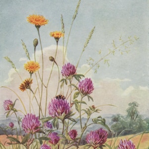 carte postale vintage avec trèfle, Margaret Tarrant, fleurs violettes et jaunes, oreilles de chat, série Médicis fleurs sauvages, années 1940, 105 x 149 mm