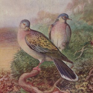 carte postale vintage, tourterelles, George Rankin, carte oiseau signée par l'artiste, cachet de la poste 1954, série saumon, 89 x 140 mm