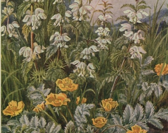 Vintage postcard: Potentilla, white dead nettle, artist Margaret Tarrant, publisher Medici, Wild Flower series, c 1940s,  105 x 149 mm