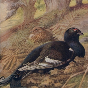 Ancienne carte postale coq noir, artiste George Rankin, tétras lyre, lézard, Raphael Tuck Game Birds série 1, vers 1910-1920, 89 x 139 mm