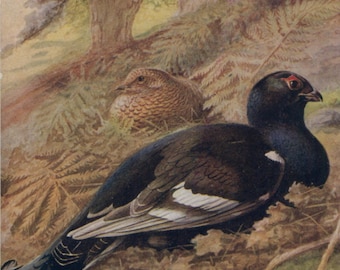Antique bird postcard: blackcock, artist George Rankin, publisher Raphael Tuck, Game Birds Series 1, c 1910s-1920s, 89 x 139 mm