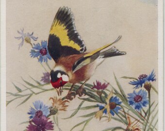 Postal antigua de un jilguero, ilustrada por Winifred Austen, publicada por Valentine's, Serie Aves, década de 1950, 89 x 140 mm