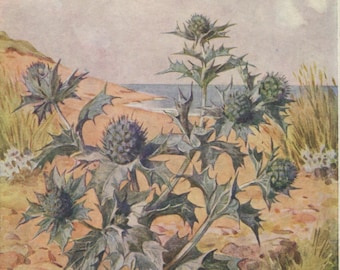 Vintage postcard: sea holly, artist Margaret Tarrant, publisher Medici, Wild Flower series, c 1930s-40s, 105 x 149 mm