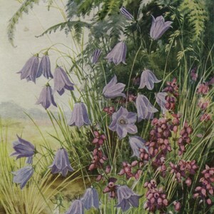 carte postale d'art vintage, Margaret Tarrant, campanule, fleurs bleu-violet, bruyère rose, série fleurs sauvages Médicis, vers 1940, 105 x 150 mm