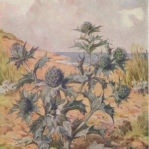 carte postale vintage de houx de mer, Margaret Tarrant, plante épineuse bleu-gris poussant sur la plage, carte Médicis inutilisée, années 30-40, 105 x 149 mm