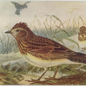 carte postale vintage d'alouettes, J L Bonhote, A & C Black Birds of Britain Series 46, carte inutilisée, vers 1930, 139 x 88 mm