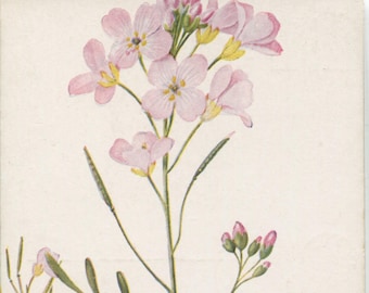 Vintage postcard: cuckoo flower, lady's smock, publisher A & C Black, British Wild Flowers series 85, c 1930s, 89 x 140 mm