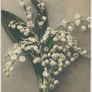 Carte postale ancienne de muguet, fleurs blanches en forme de cloche, feuilles vertes, 86 x 136 mm
