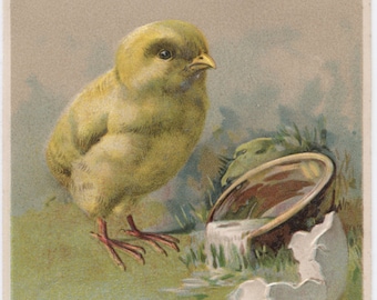 Antique Easter postcard: large chick and broken eggshell, embossed chromolithograph, unknown artist and publisher, 1900s-1910s, 89 x 139 mm