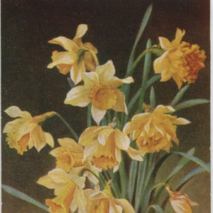Carte postale ancienne de jonquilles, carte d'artiste inutilisée, Bertha Maguire, fleurs jaunes, Raphael Tuck Oilette Flower Studies, vers 1910, 88 x 138 mm