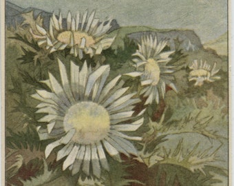 Vintage postcard: silver thistle flowers, Kohler fine chocolates, publisher Orell-Fussli, c 1920s, 88 x 140 mm