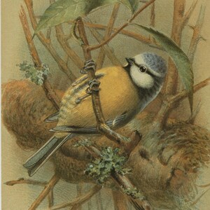 carte postale mésange bleue vintage, J G Keulemans, carte graphique Camden non utilisée 1980, 105 x 148 mm