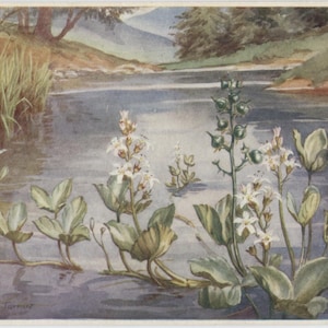 carte postale vintage de fleurs sauvages, Margaret Tarrant, buckbean, trèfle des marais, plante au bord de l'eau, série Medici Wild Flower, vers 1940, 149 x 105 mm