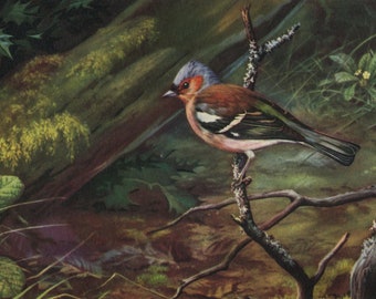 Vintage bird postcard: chaffinch, artist D M Reid-Henry, publisher Royle, c 1960s, 151 x 103 mm