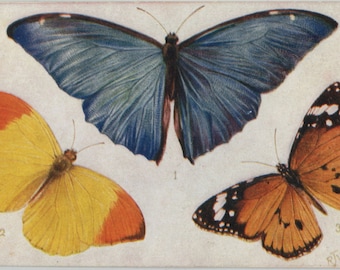 Antique postcard: Butterflies & Moths, Morpho Adonis, Eronia leda, Danaus chrysippus, artist R J Wealthy, publisher Raphael Tuck, 88 x 139mm