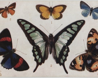 Antique postcard: Butterflies and Moths, Terias, Papilio, Catagramma, Junonia, Eurygona, Jamides, publisher Raphael Tuck, 88 x 139 mm
