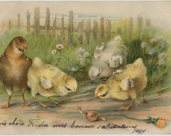 Antique postcard: chicks, snail and dandelion, chromolithograph, unknown artist, undivided back, 1902, 140 x 90 mm