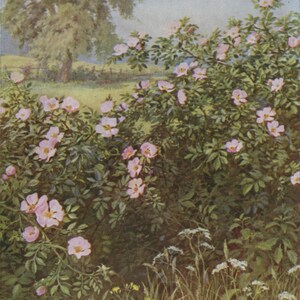 carte postale vintage églantier, Marius Forestier, Rosa canina, fleurs sauvages de haie rose, Médicis, vers 1930, 105 x 150 mm