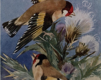 Postal antigua de aves: Jilgueros en un cardo, artista Eileen A Soper, editorial Medici, Serie Aves, década de 1930, 105 x 150 mm