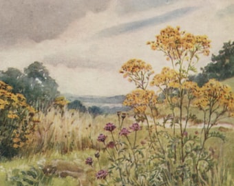 Vintage postcard: Ragwort, artist Margaret Tarrant, Medici Wild Flower series, c 1940s, 150 x 105 mm