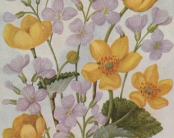 Postal antigua: "Vestido de dama y capullos de cuco", artista Hilda M. Coley, editorial Medici, serie "Flores de Shakespeare", década de 1930, 90 x 141 mm
