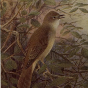 May include: A detailed illustration of a small bird perched on a branch. The bird has brown feathers with a lighter underside and a dark beak. The background features green leaves and branches, with a soft, muted color palette.