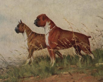 Postal antigua: Perros bóxer, artista W. R. Jennings, editorial Medici, c. 1950-1960, 150 x 106 mm