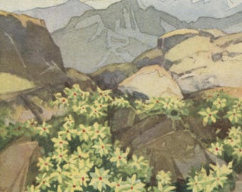 Postal floral antigua: Saxífraga amarilla de montaña, Saxifraga aizoides, tarjeta publicitaria suiza, chocolates finos Kohler, década de 1920, 88 x 139 mm