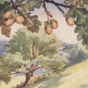 Vintage tree postcard: Oak, artist Eileen A Soper, Medici British Tree series, c 1940s, 105 x 150 mm