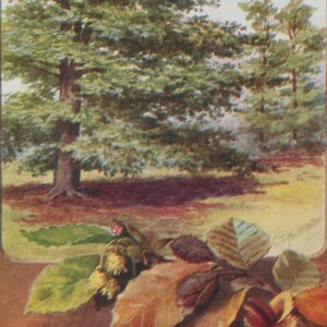 May include: A vintage watercolor painting of a forest scene. The artwork depicts a large tree with green leaves in the center, surrounded by other trees and a grassy area. The foreground features fallen leaves and chestnuts.