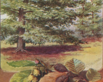 Vintage tree postcard: Beech, Fagus sylvatica, publisher J Salmon, c 1950s, 90 x 140 mm