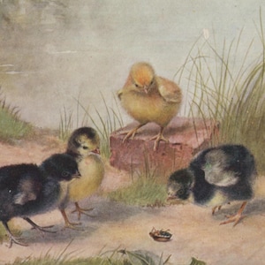 Carte postale ancienne, poussins, scarabée, « N'y touchez pas », série Raphael Tuck poussins et canetons, artiste Alice Lizzie West des années 1900 140 x 90 mm
