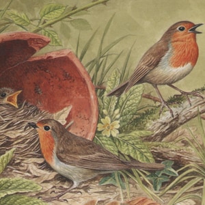 Vintage bird postcard: Robins with nest in broken flower pot, artist David Parry, Salmon 'British Birds' series, 150 x 105 mm
