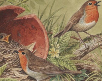 Postal antigua de aves: Petirrojos con nido en maceta rota, artista David Parry, Salmon, serie 'Aves británicas', 150 x 105 mm