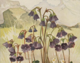 Vintage flower postcard: Alpine Snowbell, Soldanella alpina, Swiss advertising card, Kohler fine chocolates c 1920s, 88 x 139mm