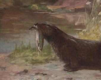 Vintage postcard: Otter with fish, artist C E Swan, Medici c 1940s, 150 x 105 mm