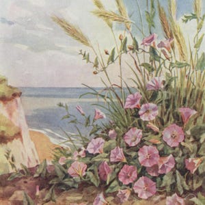 May include: Watercolor painting of coastal flora. Pink morning glory flowers bloom near the shore, with tall grasses and a view of the ocean and sky in the background. The artwork has a vintage, botanical illustration style.