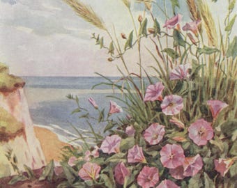Vintage postcard: Lesser Bindweed, Convolvulus arvensis, artist Margaret Tarrant, Medici Wild Flower Series, c 1940s, 106 x 150 mm