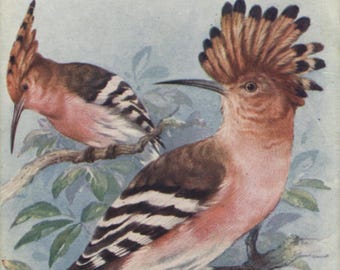 Antique bird postcard: Hoopoe, artist R J Wealthy, publisher Raphael Tuck, British Birds and Their Eggs series, 1910s, 85 x 139 mm