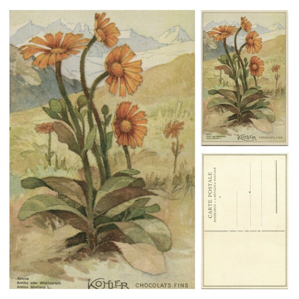 Yellow Arnica flowers, unused vintage postcard, Kohler fine chocolates, Swiss advertising artist card, alpine flower, wolf's bane, c 1920s