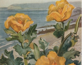 Vintage postcard: Horned Poppy, artist Eileen A Soper, publisher Medici, Wild Flower series, c 1940s, 105 x 150 mm