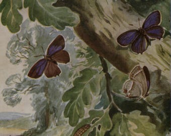 Vintage postcard: Purple Hairstreak butterflies, oak tree, artist Eileen A Soper, publisher Medici, 1930s, 105 x 150 mm