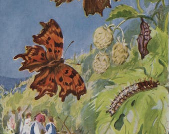 Vintage postcard: Comma butterflies, life stages, artist Eileen A Soper, publisher Medici, 1930s, 105 x 150 mm