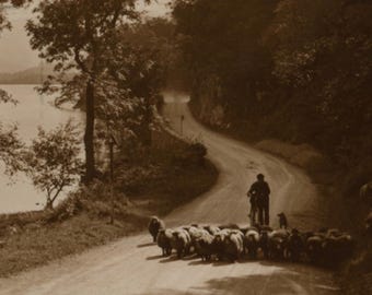 Vintage postcard: flock of sheep, Stybarrow Crag, Ullswater, Lake District, publisher Judges, 1930s, 135 x 84 mm