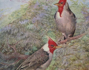 Vintage bird postcard: red crested cardinals, artist George Rankin, publisher J Salmon, c 1920s, 88 x 40 mm