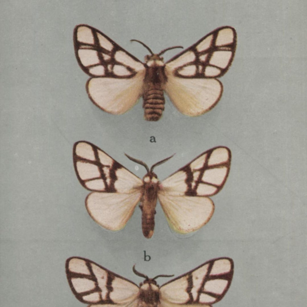 Vintage Postcard: Exotic Moths, Anaphe Species, Publisher British ...