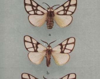 Vintage postcard: Exotic Moths, Anaphe species, publisher British Museum (Natural History), printer Waterlow & Sons, c 1920s, 90 x 140 mm