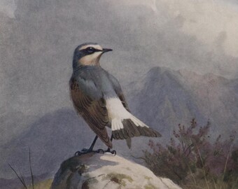 Vintage bird postcard: Wheatear, artist J C Harrison, Medici Bird Series, c 1940s, 105 x 149 mm