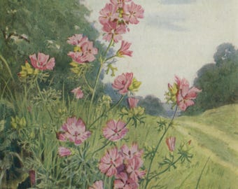 Postal antigua: Malva almizclera, Malva moschata, artista Margaret Tarrant, Serie Flores Silvestres Medici, c. 1940, 105 x 150 mm