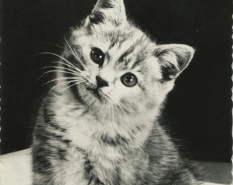 Postal vintage de gato: fotografía real, gatito atigrado, borde desbarbado, editorial Bamforth, c. década de 1940, 90 x 139 mm